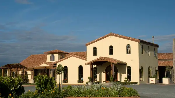 Vineyard in Matakana