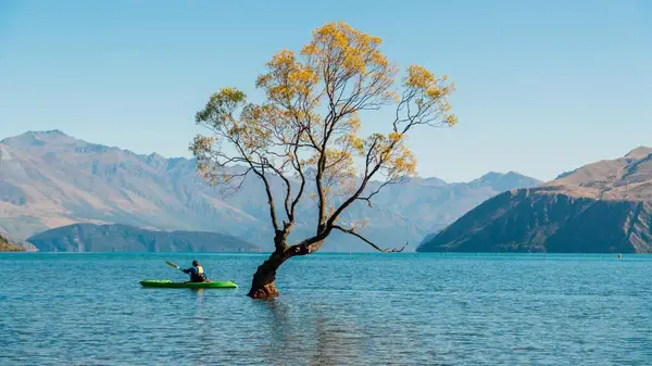 Person kayaks past the famous tree in Wanaka