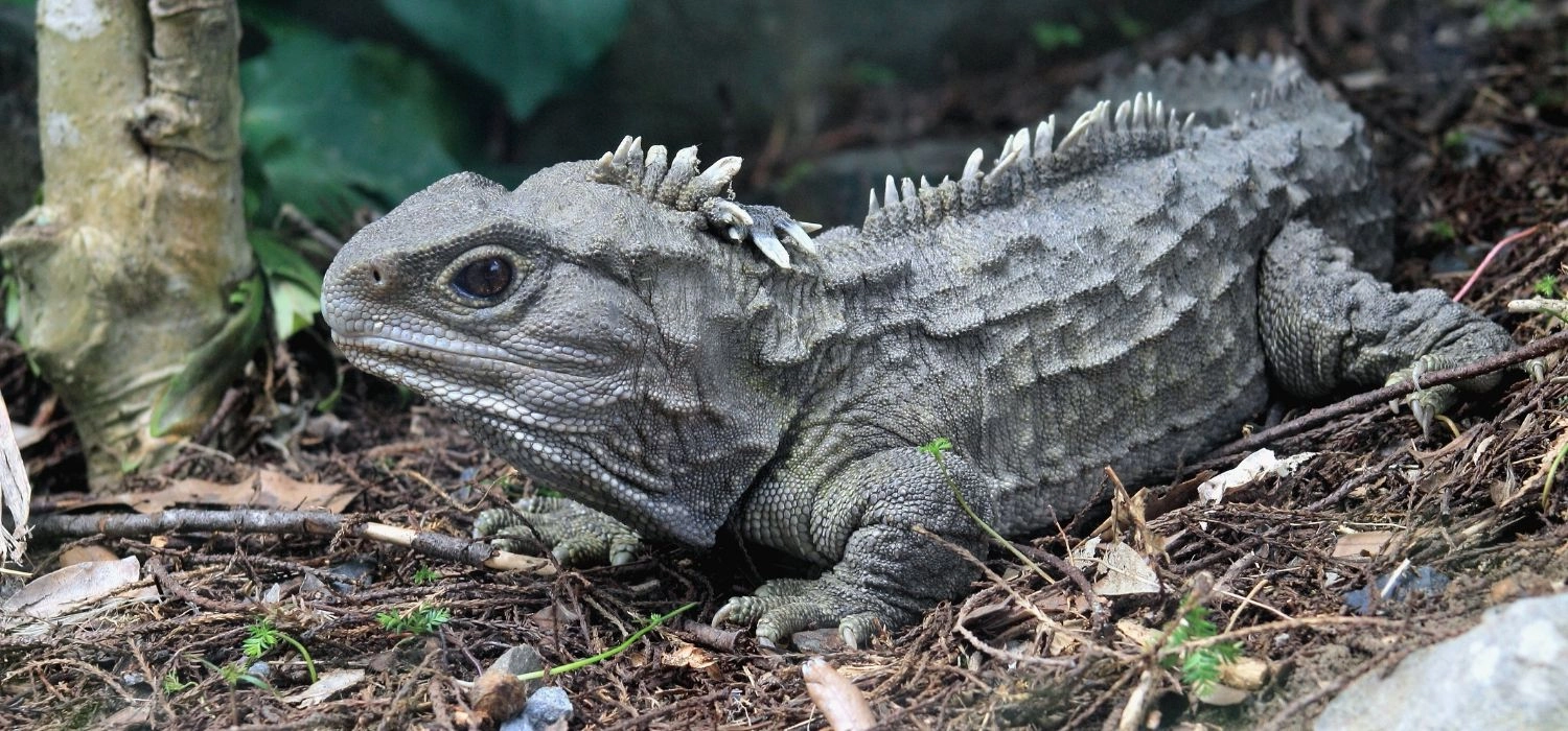 Photo of a lizard in New Zealand