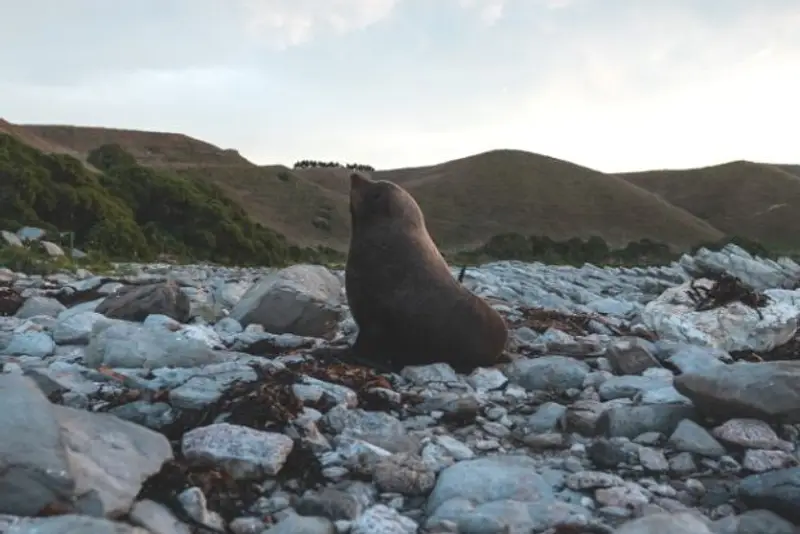 New Zealand Fur Seal in Kaikoura