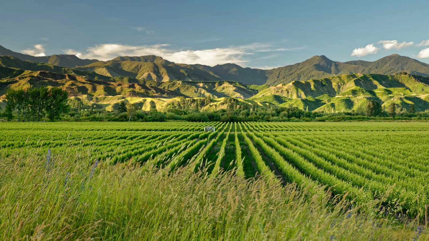 Marlborough vineyard