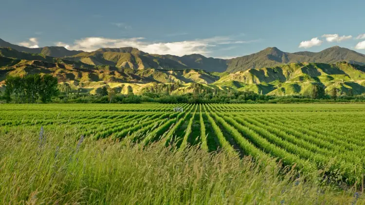 Marlborough vineyard vines