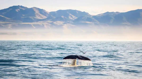 Whale breaching the surface in Kaikoura