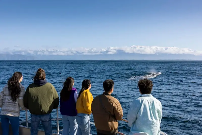 Group of young travellers watch a whale breach while on a whale watching tour in Kaikoura New Zealand,