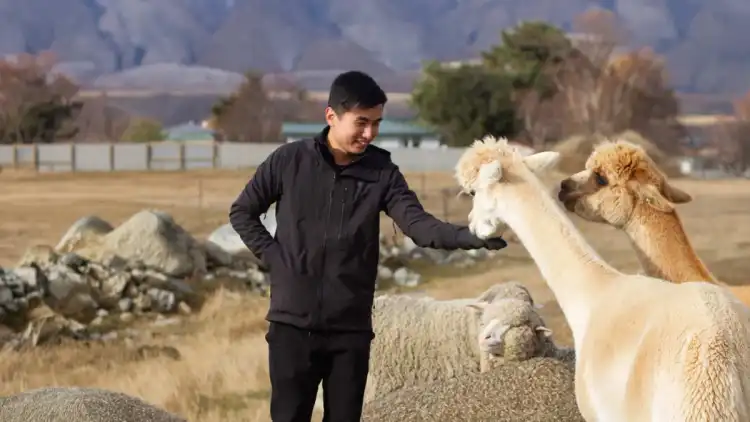 Man patting two alpacas