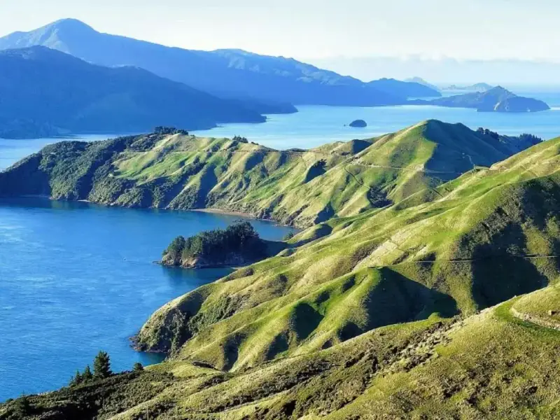 A sweeping view over the Marlborough Sounds in New Zealand, with rolling green hills, winding inlets, and deep blue water stretching into the distance. This scenic South Island landscape shows why Marlborough is more than just a wine region, offering travellers a mix of coastal beauty, nature, road trip views, and memorable stops alongside vineyard visits and Sauvignon Blanc tasting experiences.