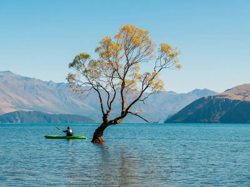 A solo kayaker gliding past the famous Wānaka tree in a clear blue lake, with mountain ranges behind it, an iconic South Island autumn scene for anyone planning a New Zealand autumn itinerary.
