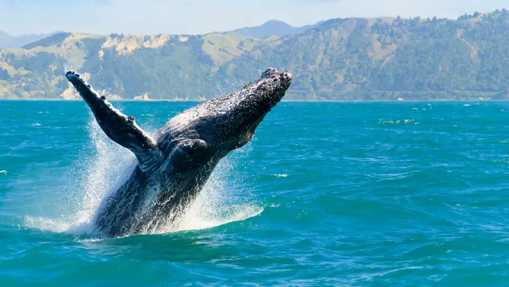 Whale breaching the water at Kaikoura