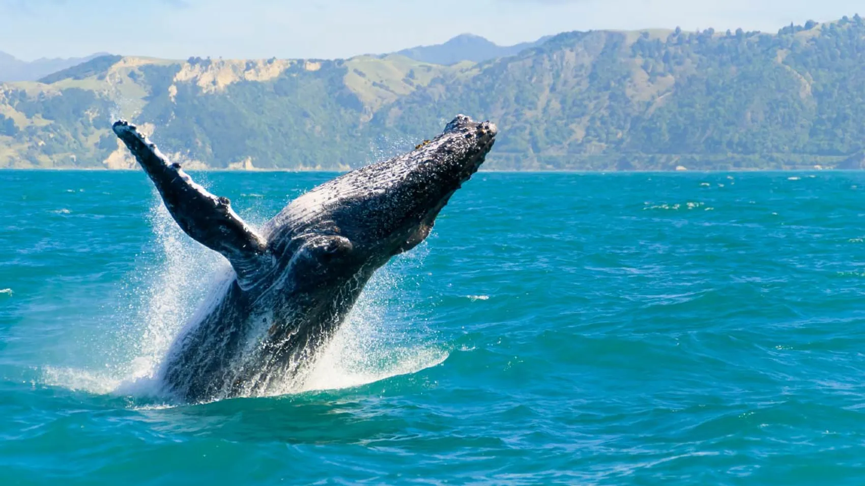 Whale breaching the water at Kaikoura