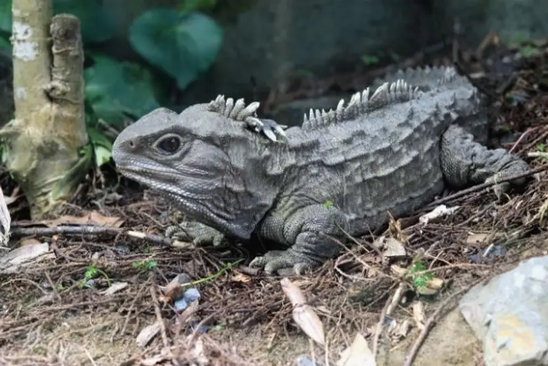 Tuatara in New Zealand