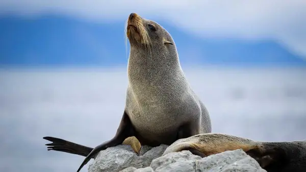 New Zealand fur seal