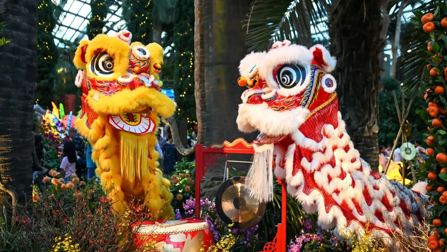 Traditional lion dance during Lunar New Year celebrations, with performers in bright lion costumes surrounded by lanterns and festival decorations, a Chinese New Year tradition believed to bring luck and positive energy.
