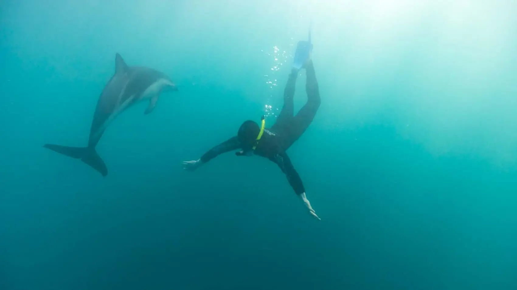 Person swimming with a dolphin in Kaikōura