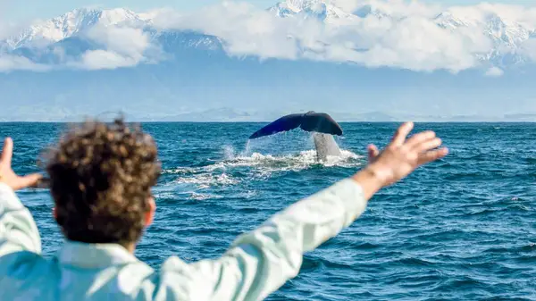 Man watching a whale breach the surface in Kaikoura