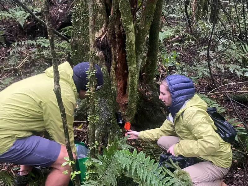 Wild Kiwi team members support hands-on pest control work in native Rotorua forest with Rotorua Canopy Tours, helping protect New Zealand’s native bush, restore wildlife habitats and contribute to conservation efforts for endangered native birds.