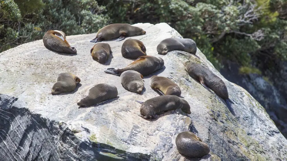 Seals on a rock in Milford Sound