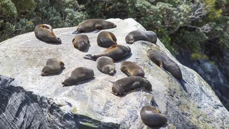 Seals sunbathing on a rock in Milford Sound