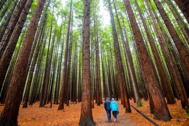 Couple walking in the Redwoods forest