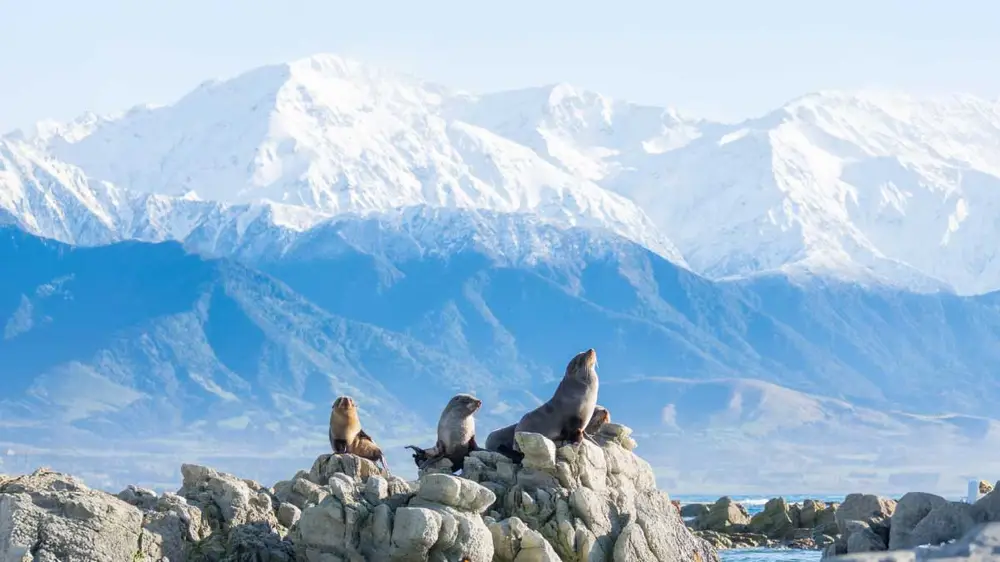 Seal colony in Kaikoura
