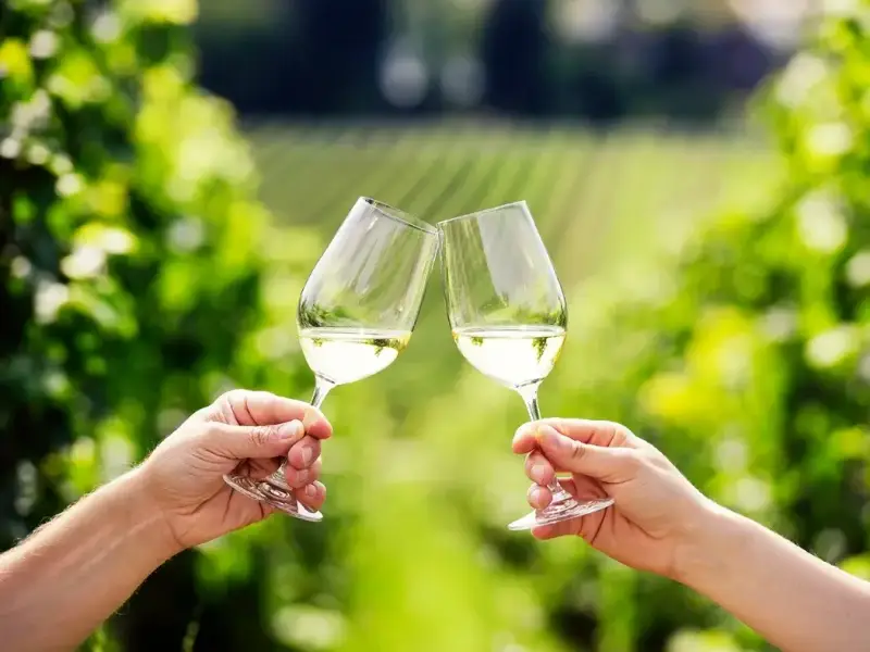 Two people toast glasses of New Zealand Sauvignon Blanc in a bright Marlborough vineyard, surrounded by lush green vines and rows of wine country in the background. This image captures the relaxed vineyard tasting experience that makes Marlborough one of the best places to try Sauvignon Blanc in New Zealand, especially for travellers exploring cellar doors, winery visits, and food and wine experiences in the South Island.