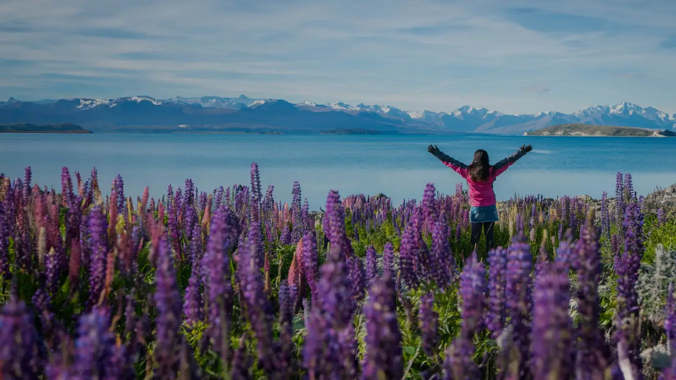 Woman amongst lupins at Lake Tekapo