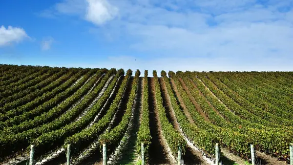 Vines in Matakana