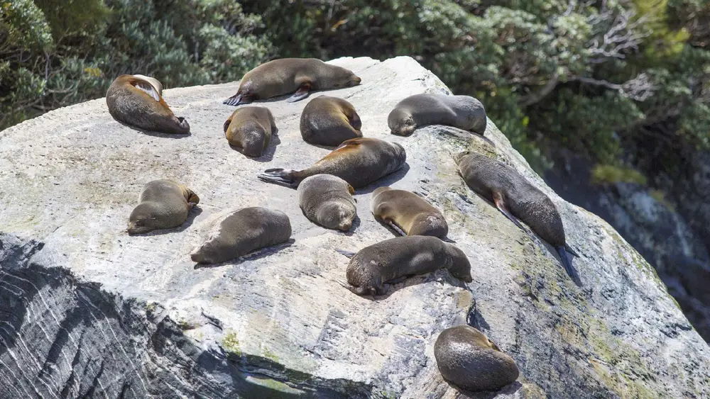 Seals on a rock in Milford Sound