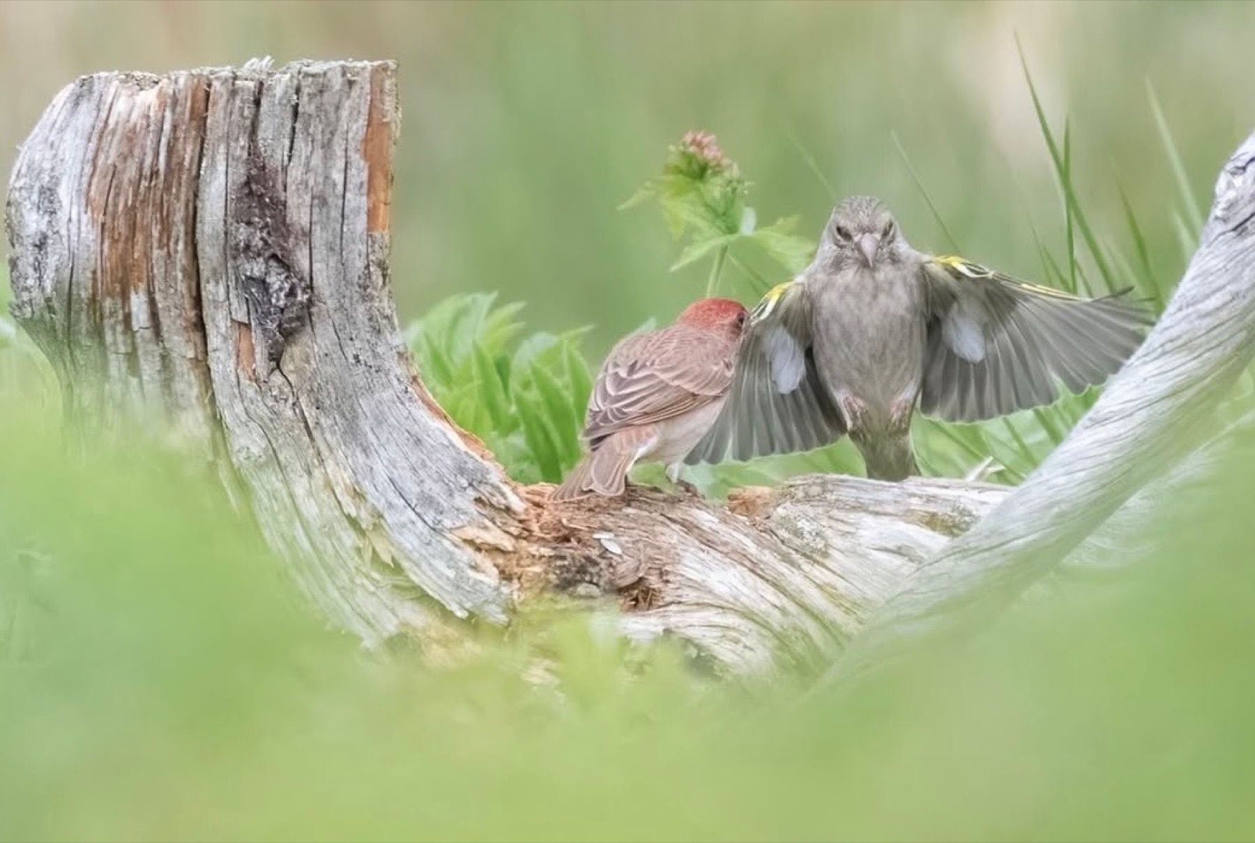 Tierwelt Fotografie von Beatrice Ehrle