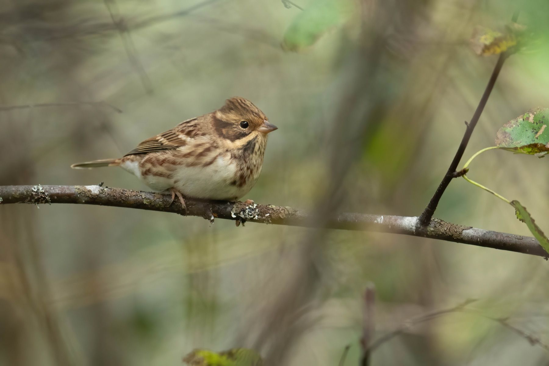 Tierwelt Fotografie von Beatrice Ehrle
