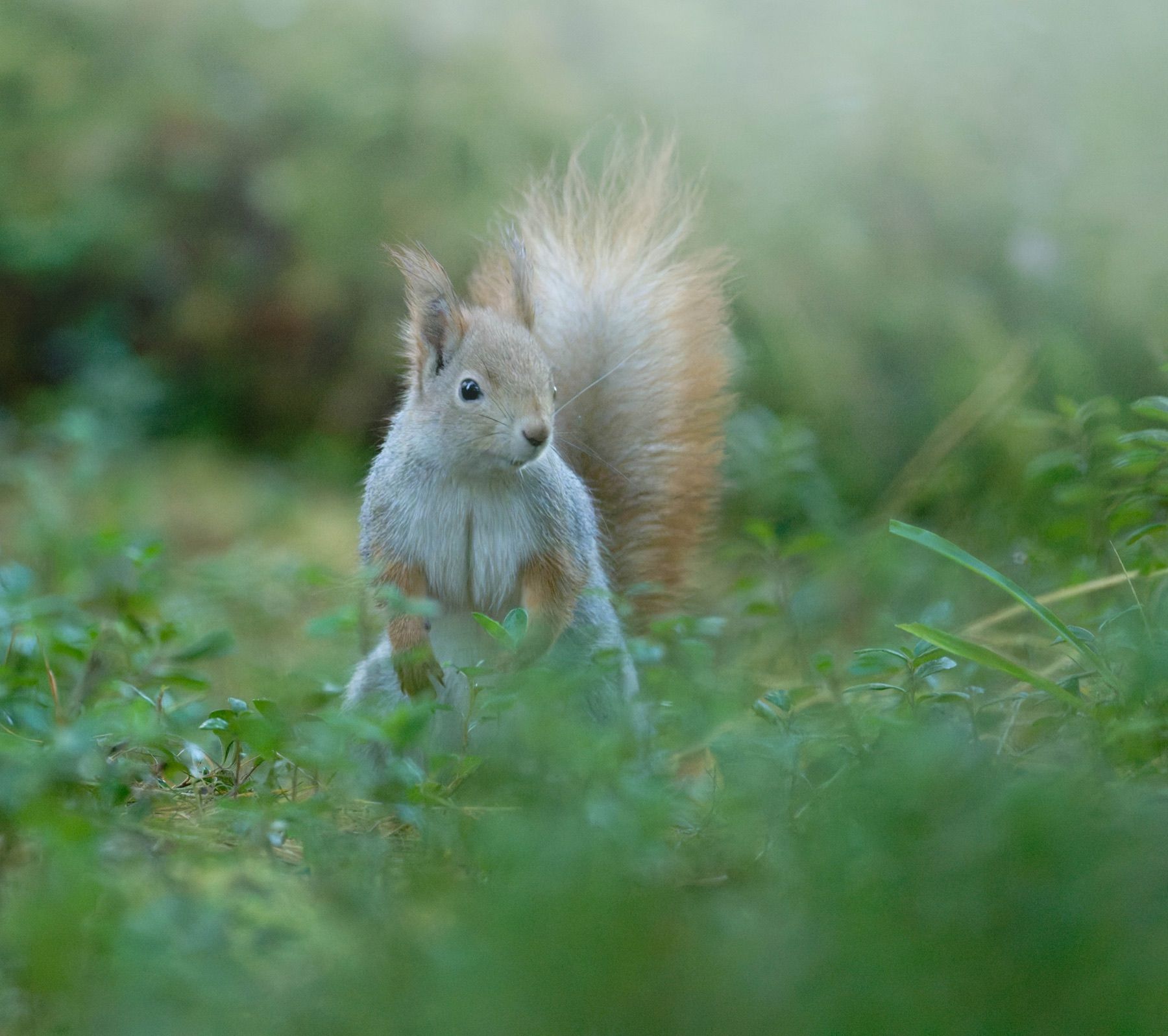 Tierwelt Fotografie von Beatrice Ehrle