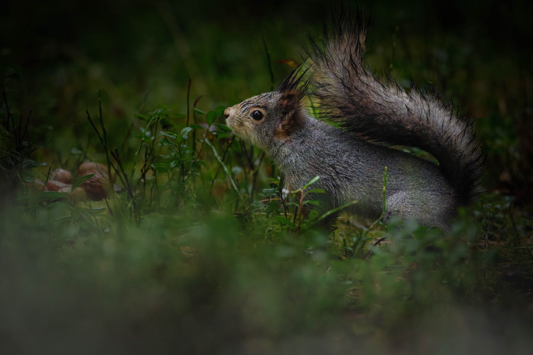 Tierwelt Fotografie von Beatrice Ehrle