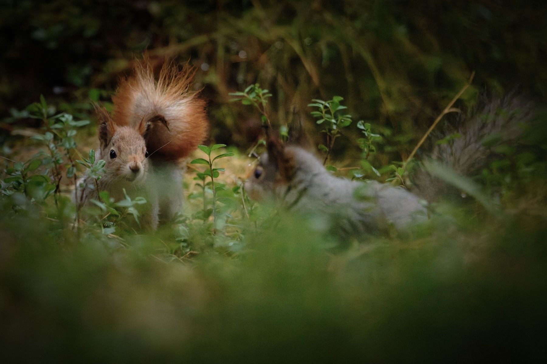Tierwelt Fotografie von Beatrice Ehrle