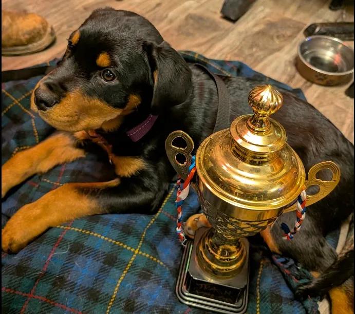 Gridiron mascot with trophy