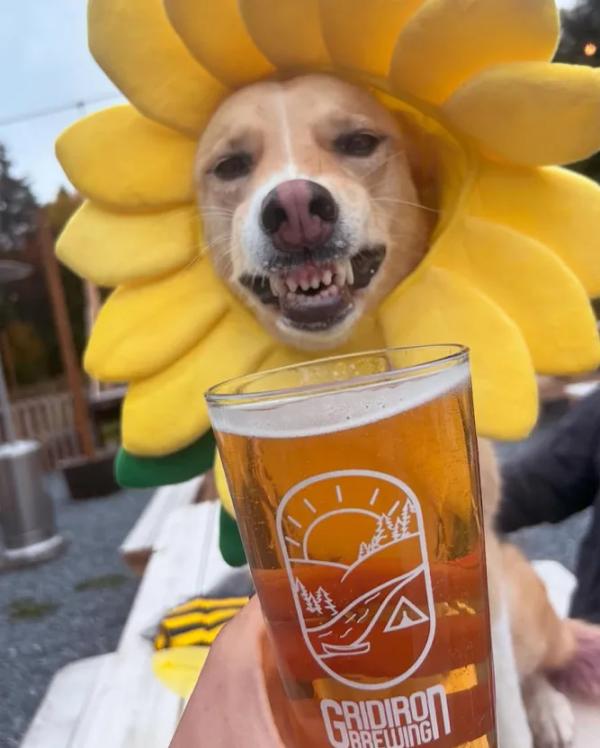 Deck Dogs Saturdays