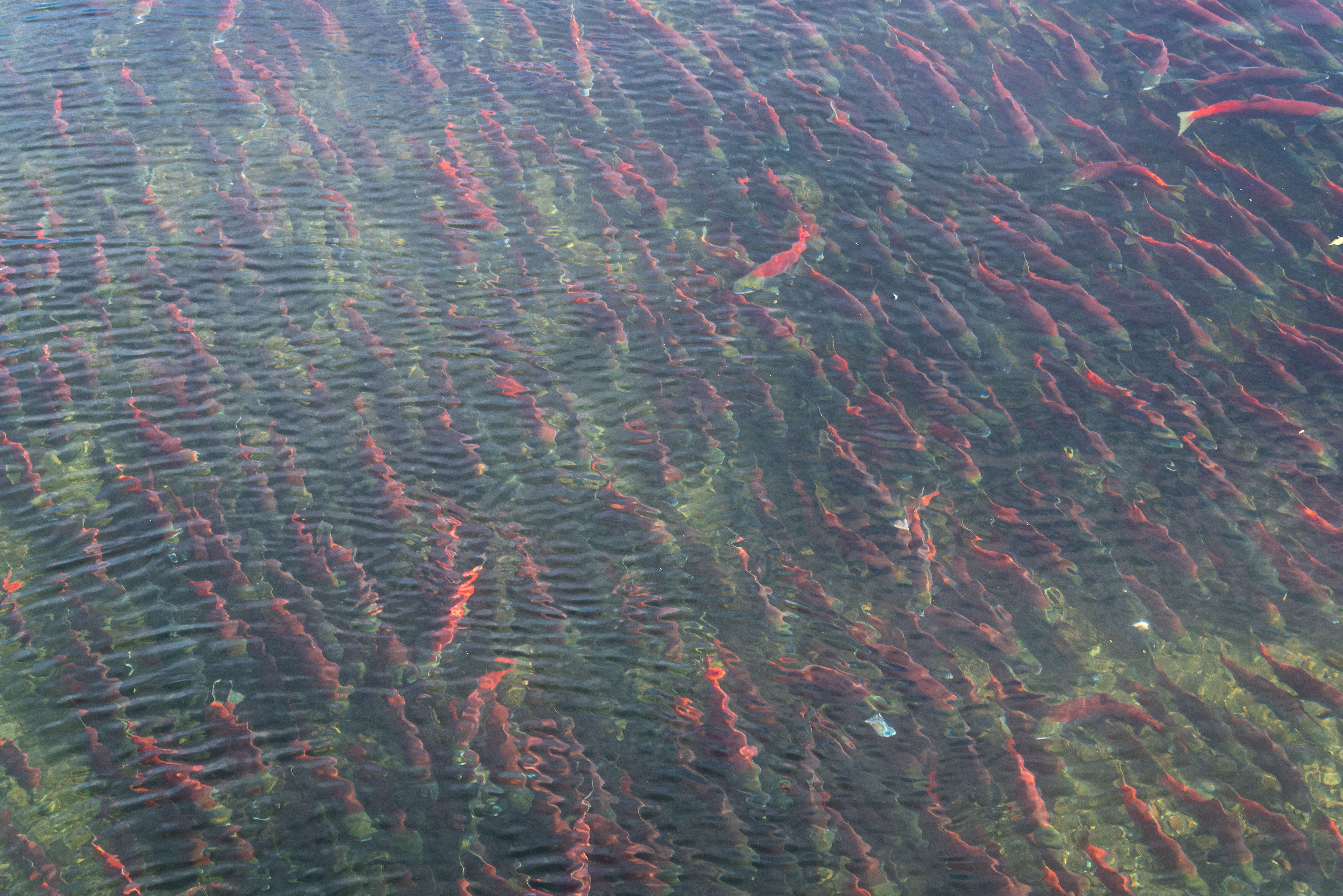 Salmon crowd a shallow river to spawn, seen from above