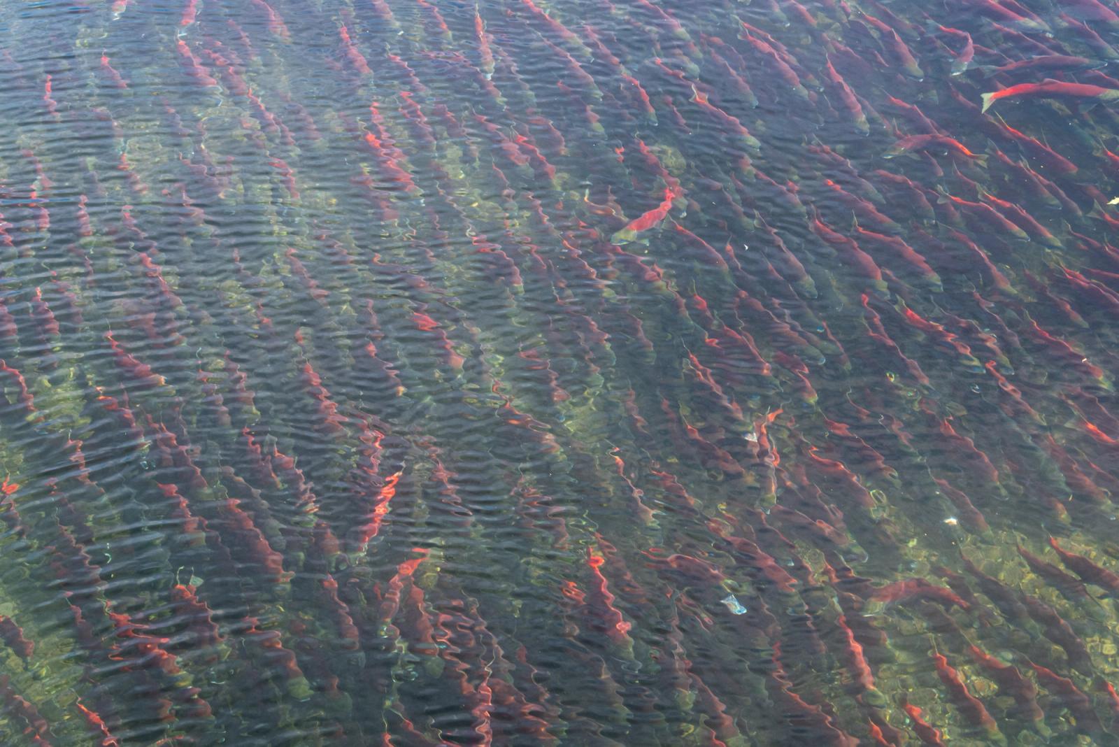 Salmon crowd a shallow river to spawn, seen from above