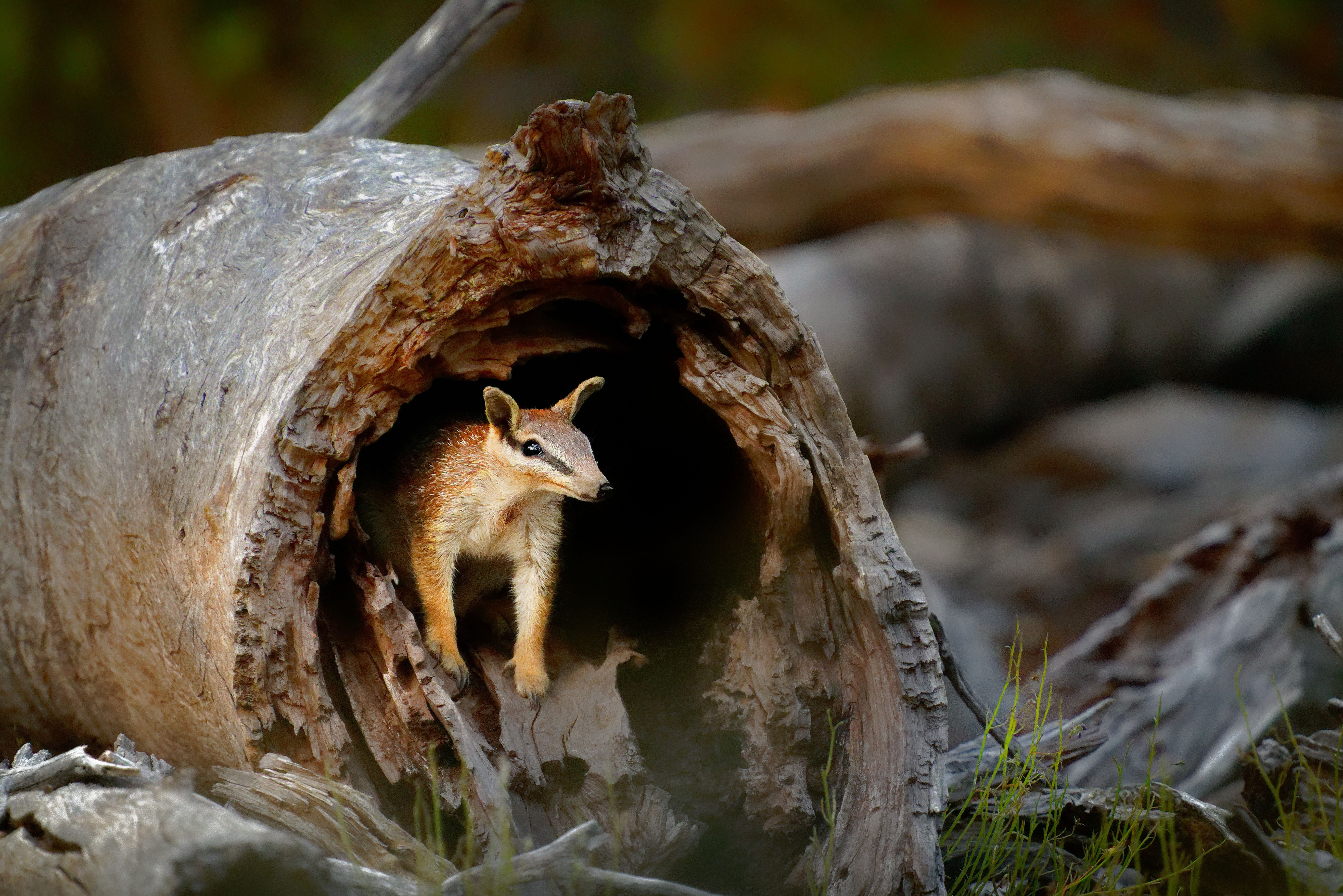 A numbat, a small striped marsupial, emerging from the open end of a hollow fallen log in Australian woodland