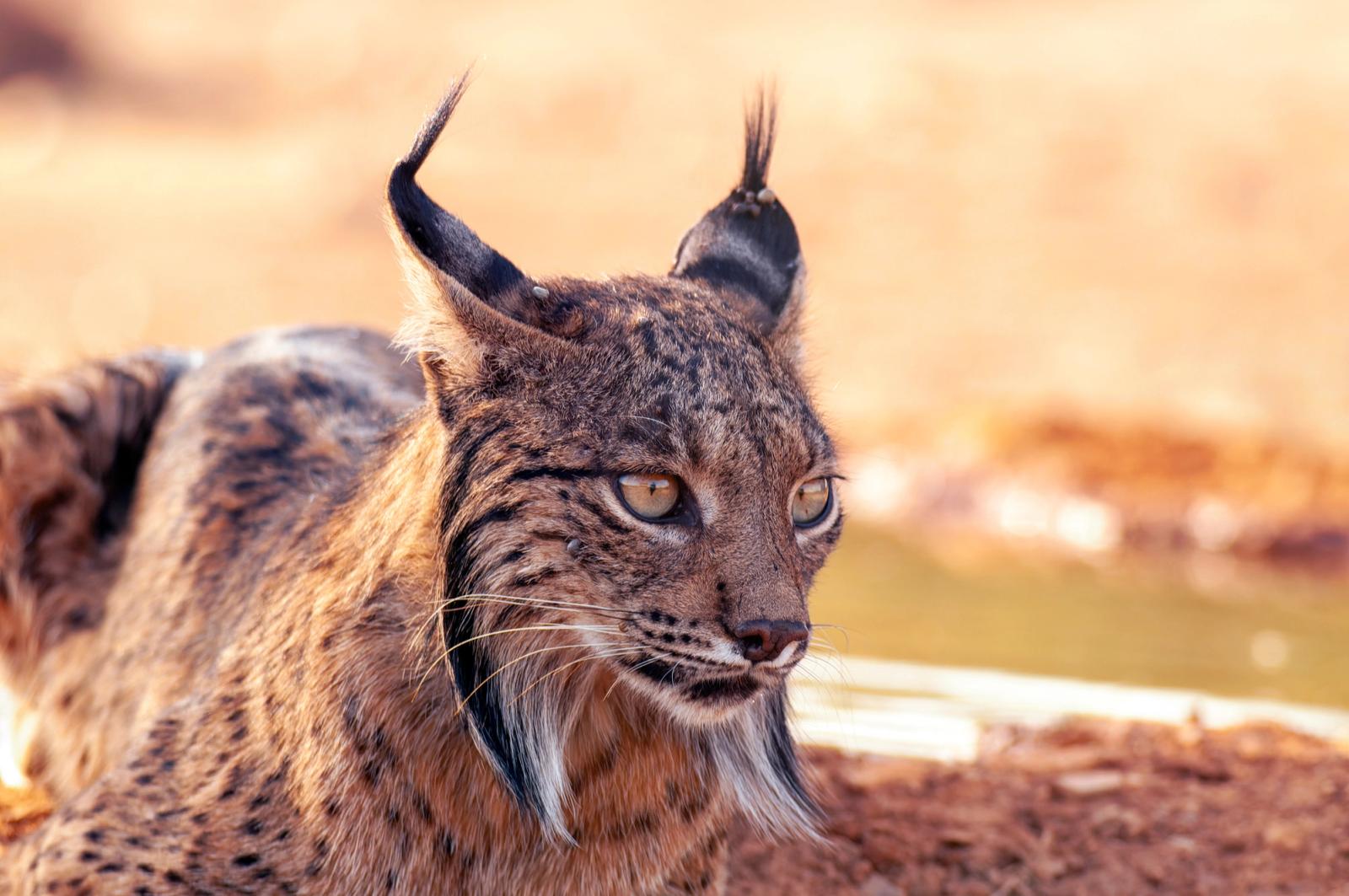 An Iberian lynx in the wild in Castilla-La Mancha, Spain