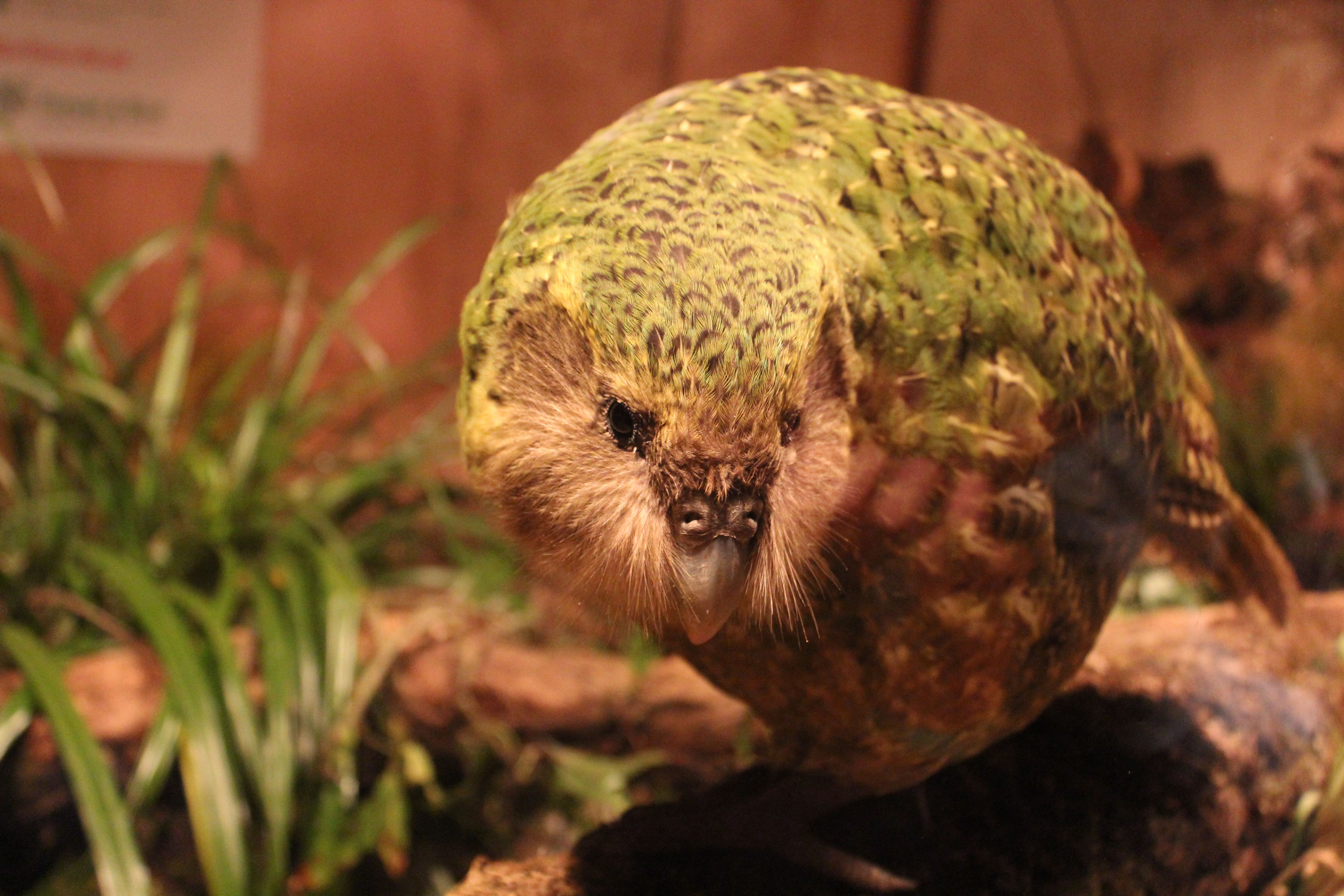 A kakapo, a large green flightless parrot, perched among foliage