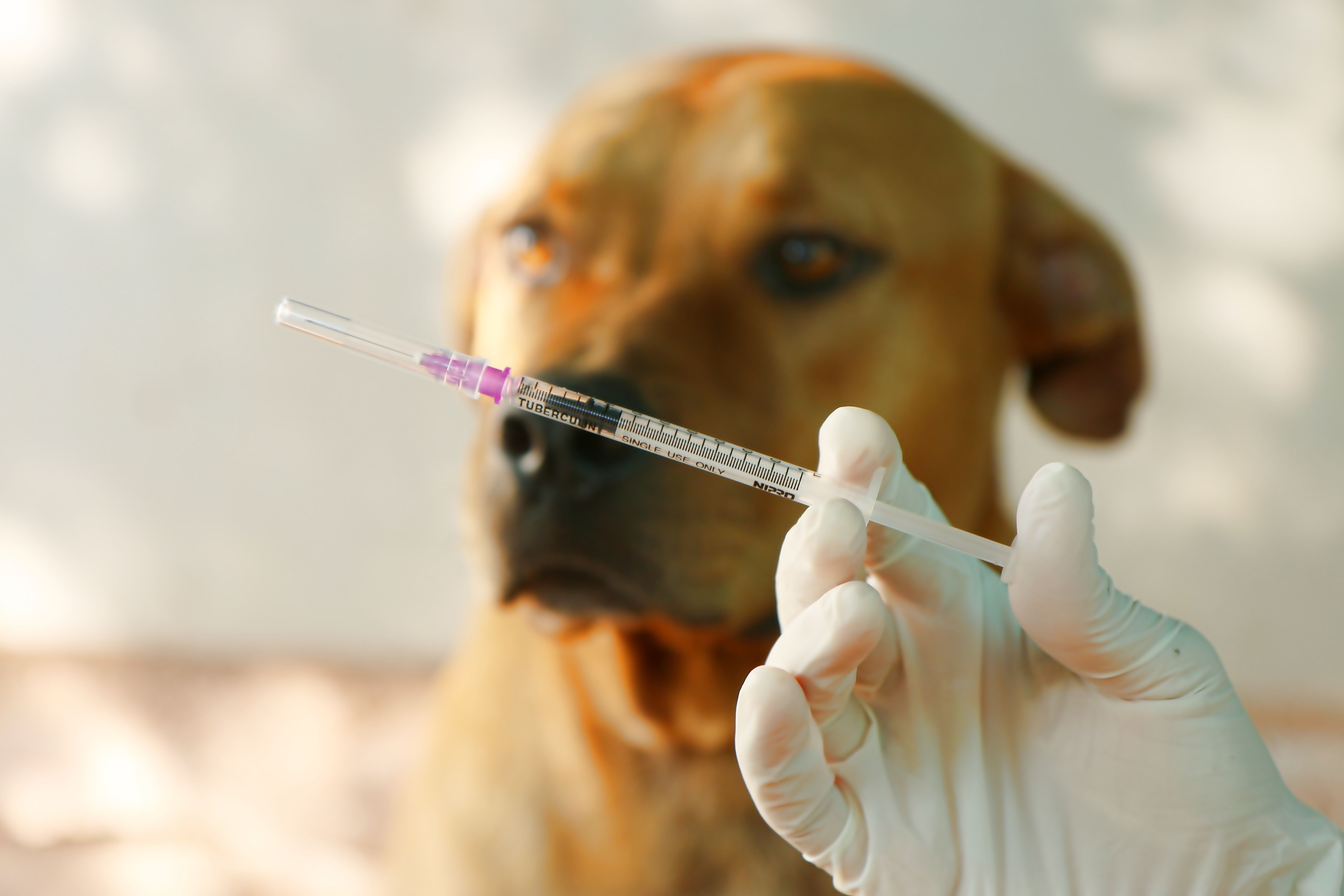 A gloved hand holds a syringe to vaccinate a dog against rabies outdoors