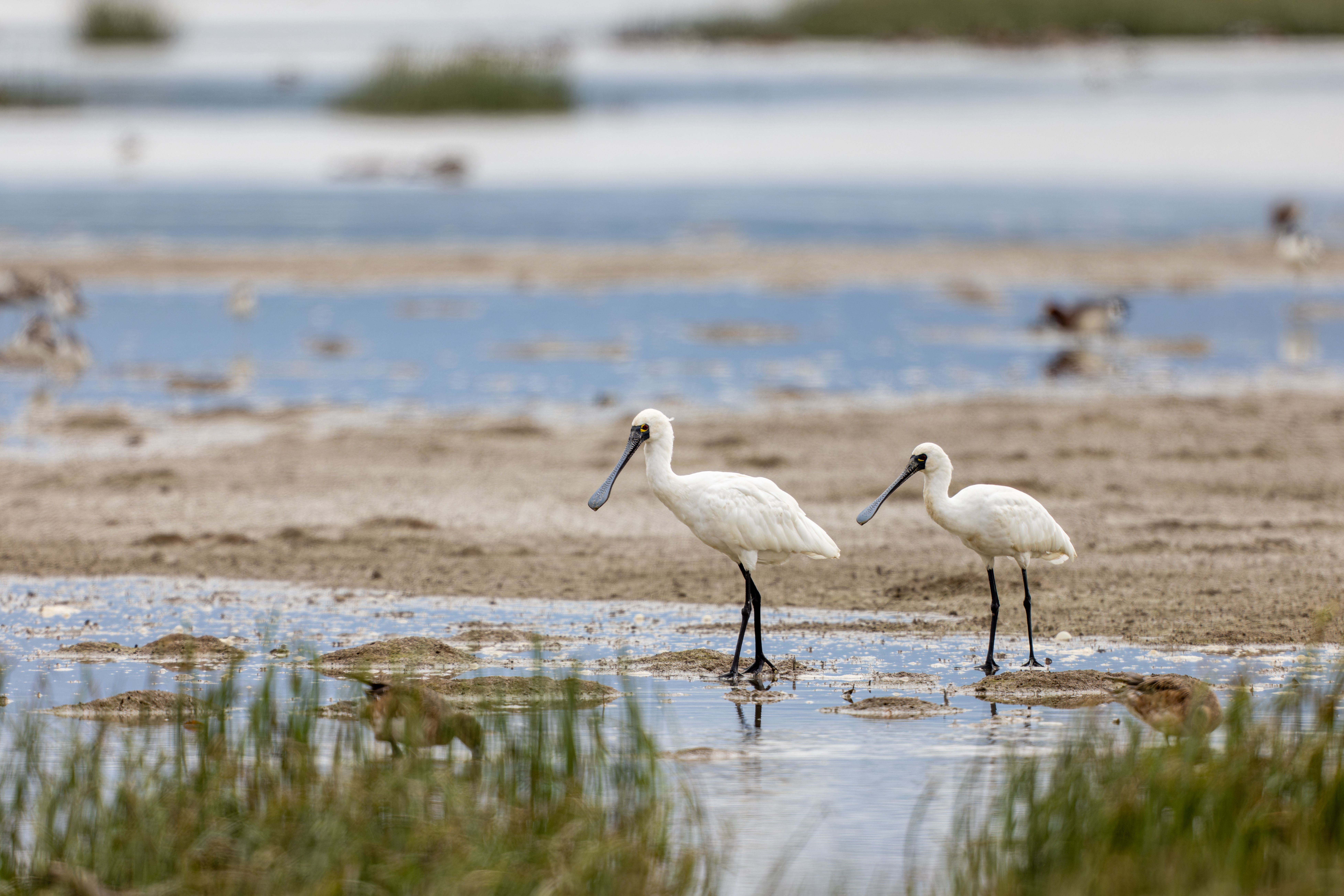 Two black-faced spoonbills forage on a coastal tidal flat, their black spatulate bills lowered over shallow water