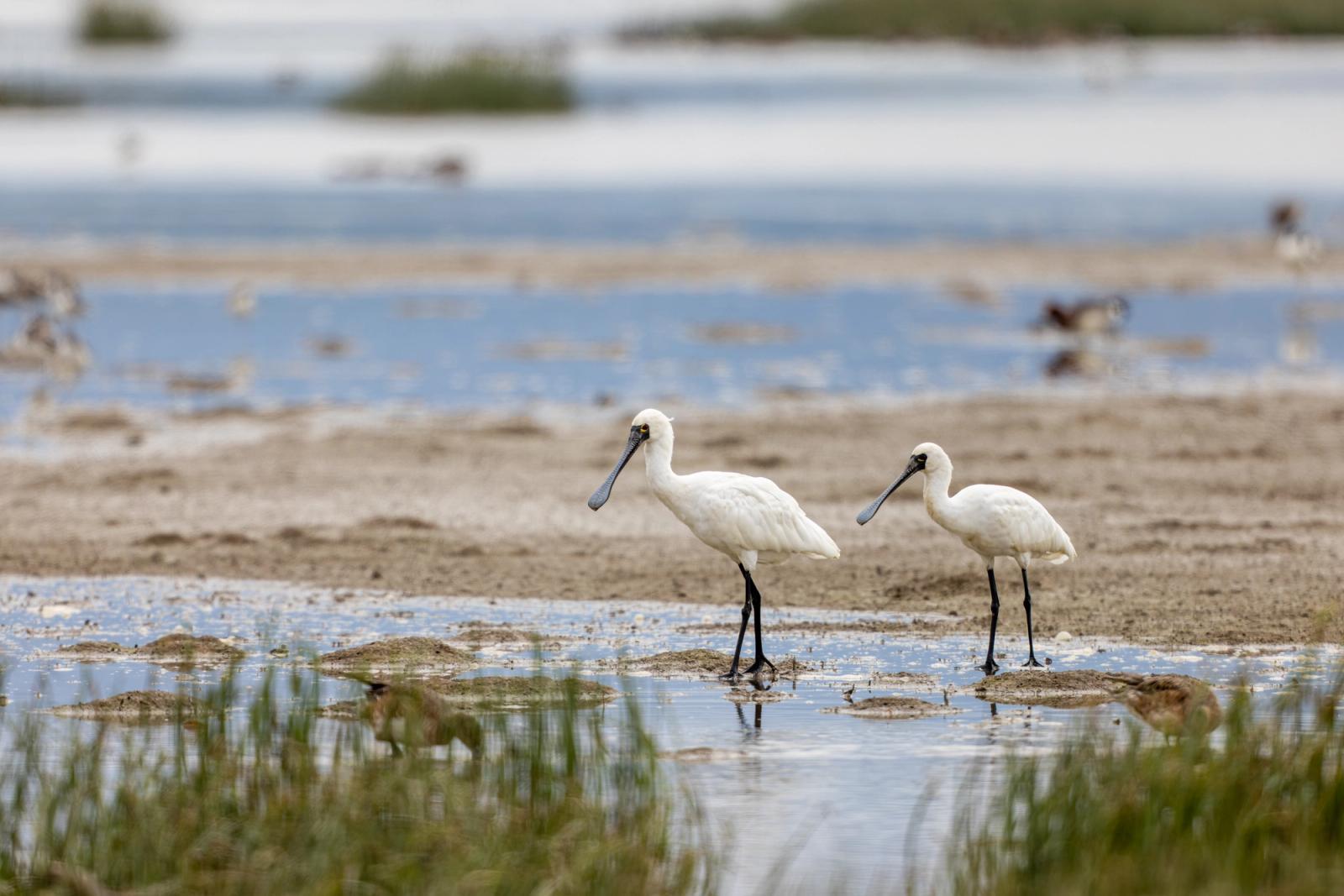 Two black-faced spoonbills forage on a coastal tidal flat, their black spatulate bills lowered over shallow water