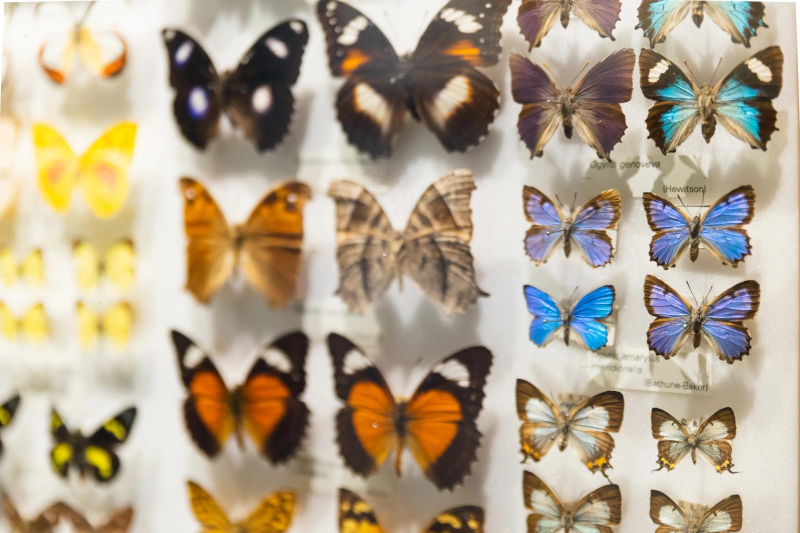 A museum display case of butterfly specimens arranged in rows with printed name labels
