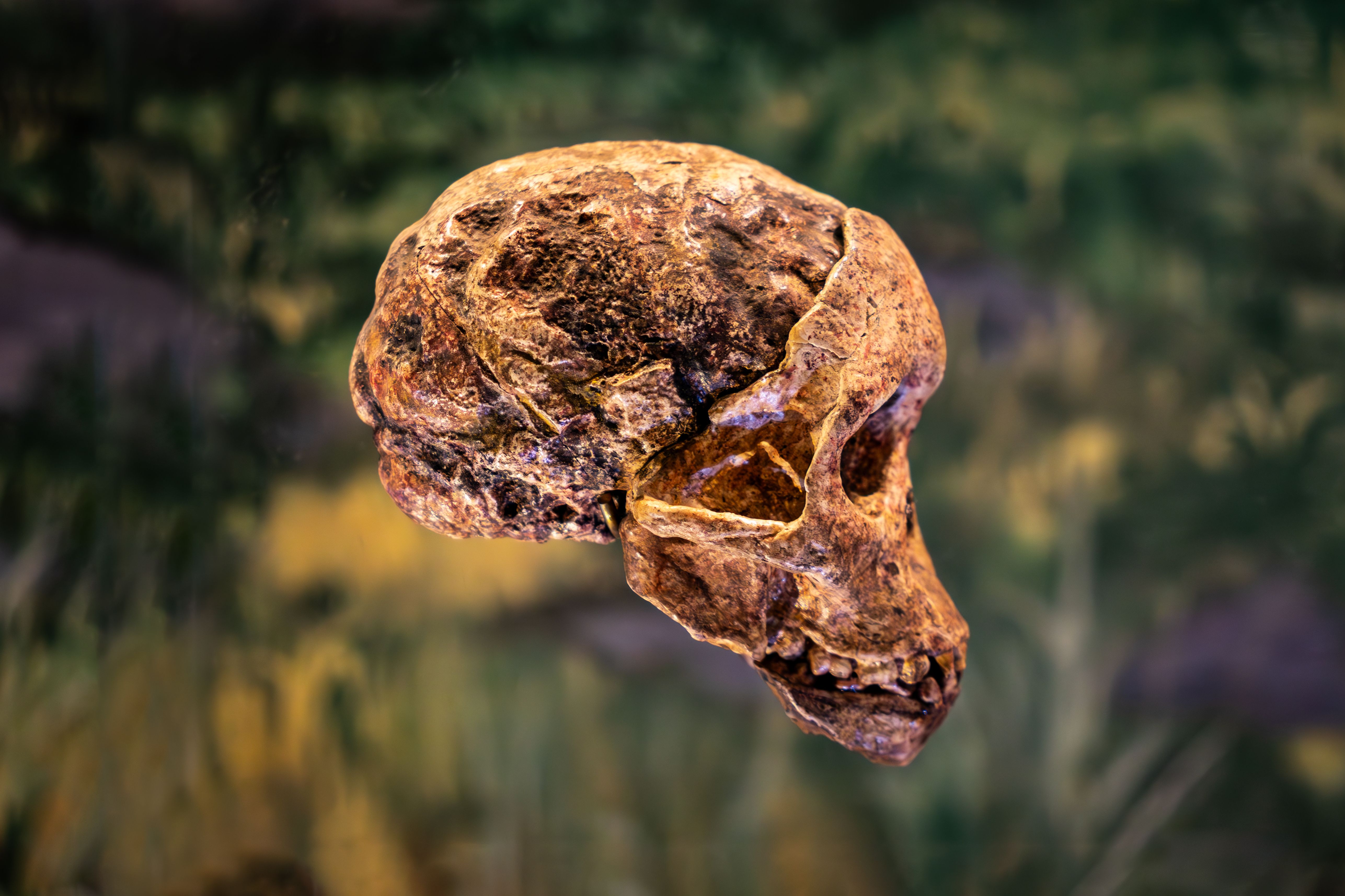 A weathered fossil cranium of an early human, shown in profile against a blurred natural background; a representative image, not the Harbin skull itself