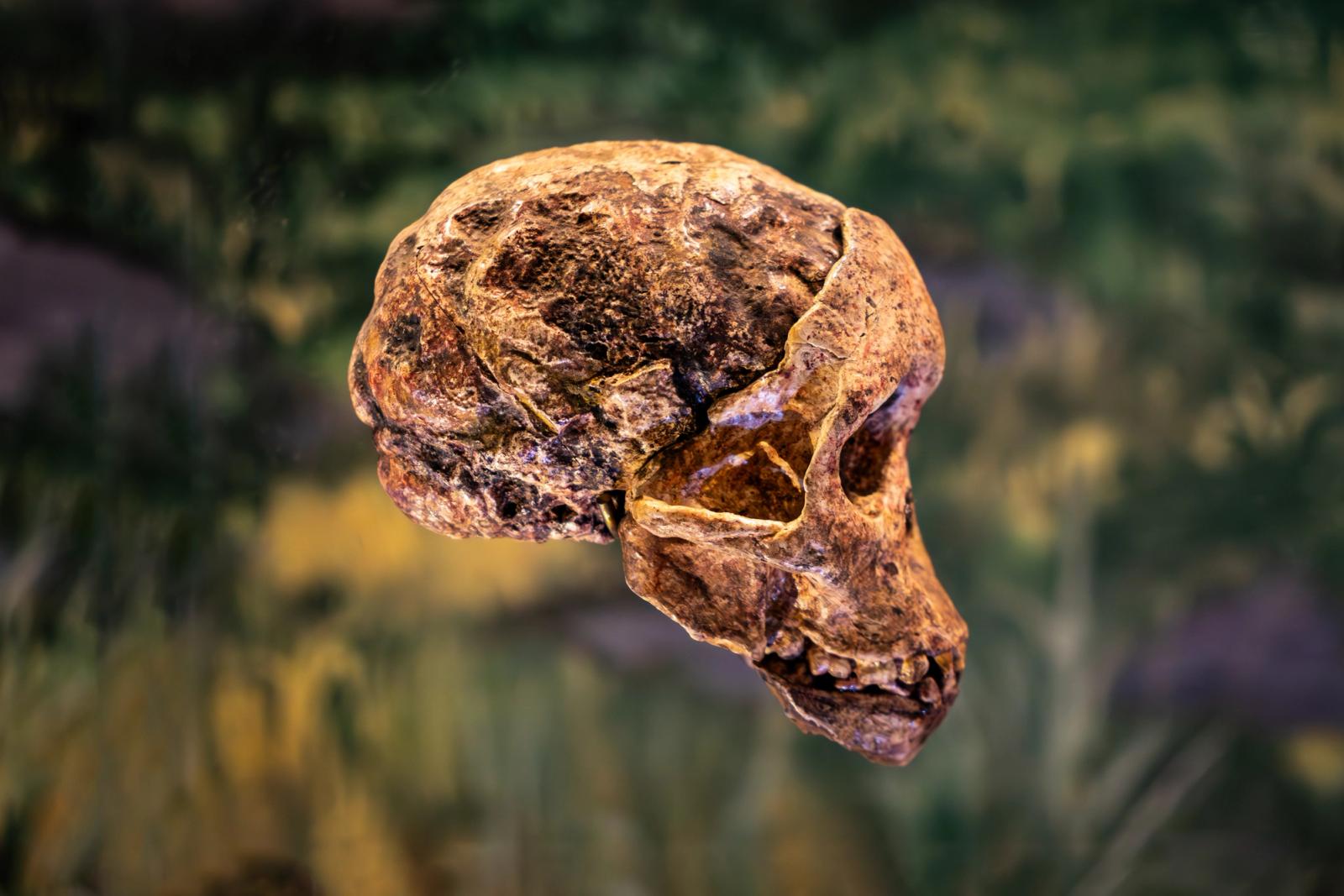 A weathered fossil cranium of an early human, shown in profile against a blurred natural background; a representative image, not the Harbin skull itself