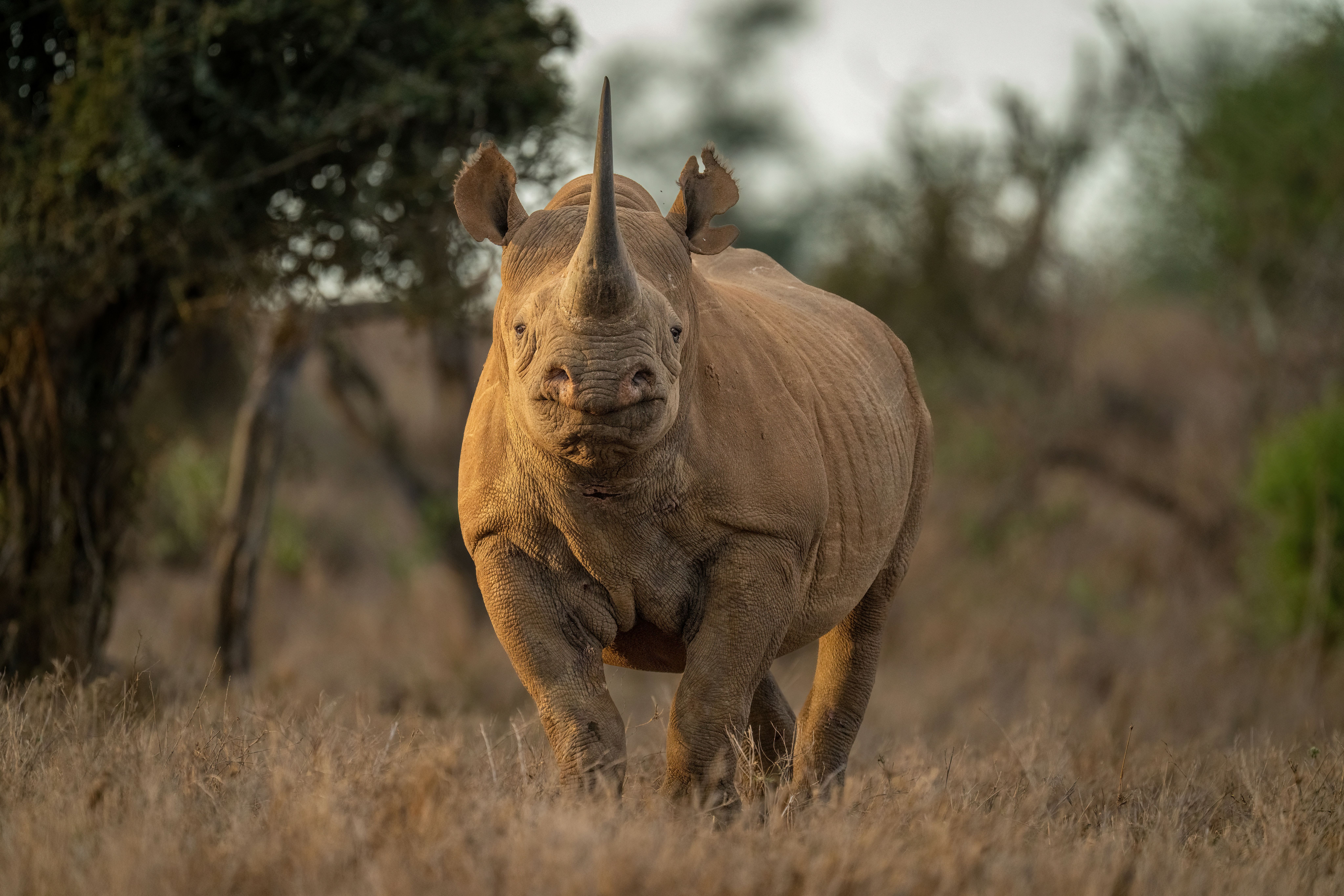 A black rhinoceros standing in a clearing, facing the camera