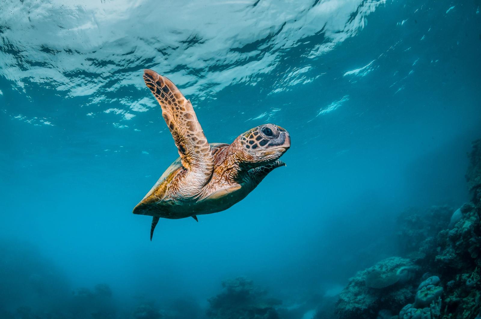 A green sea turtle swimming in clear blue ocean water