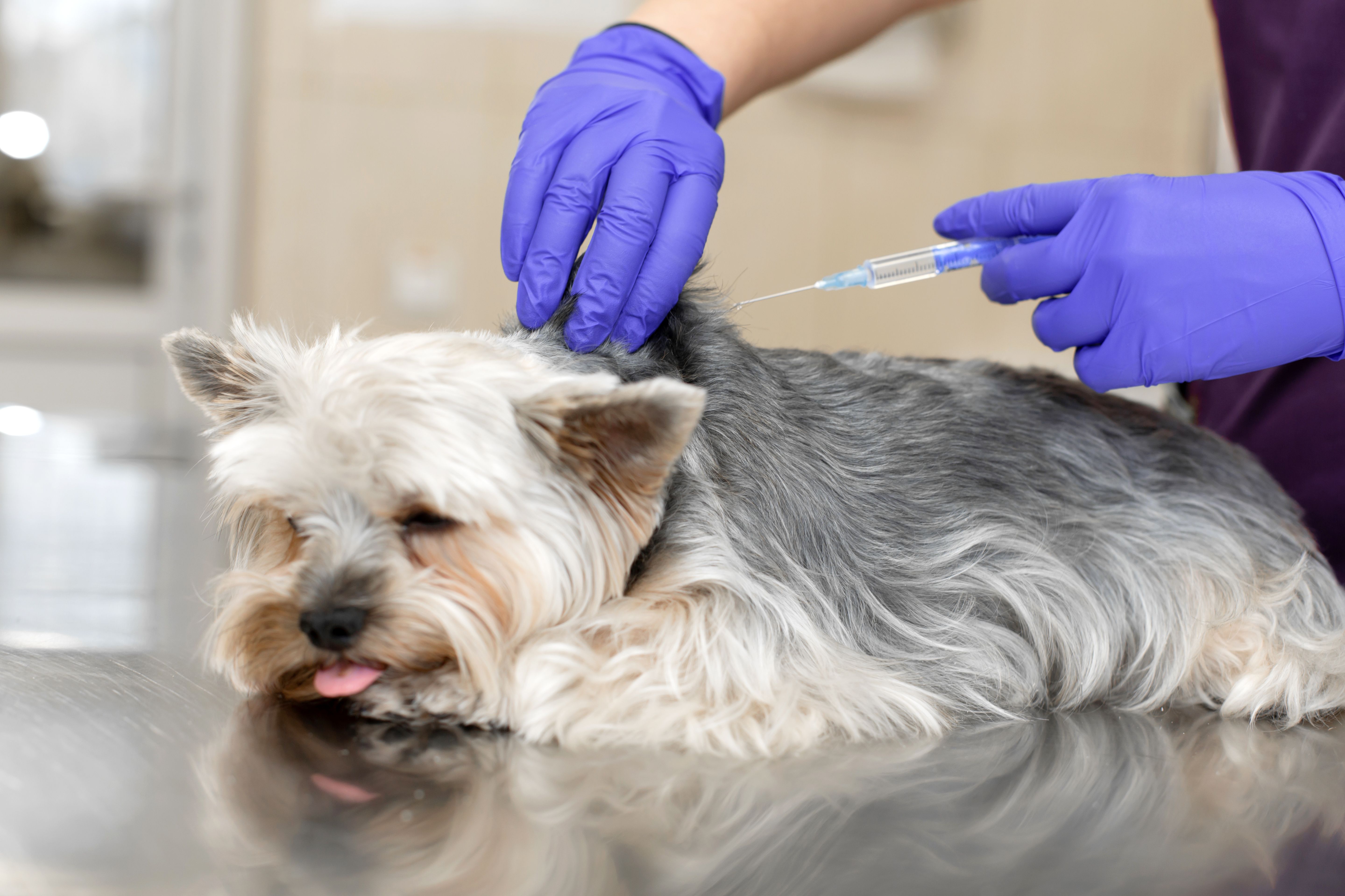 A veterinarian vaccinates a small dog against rabies in a clinic