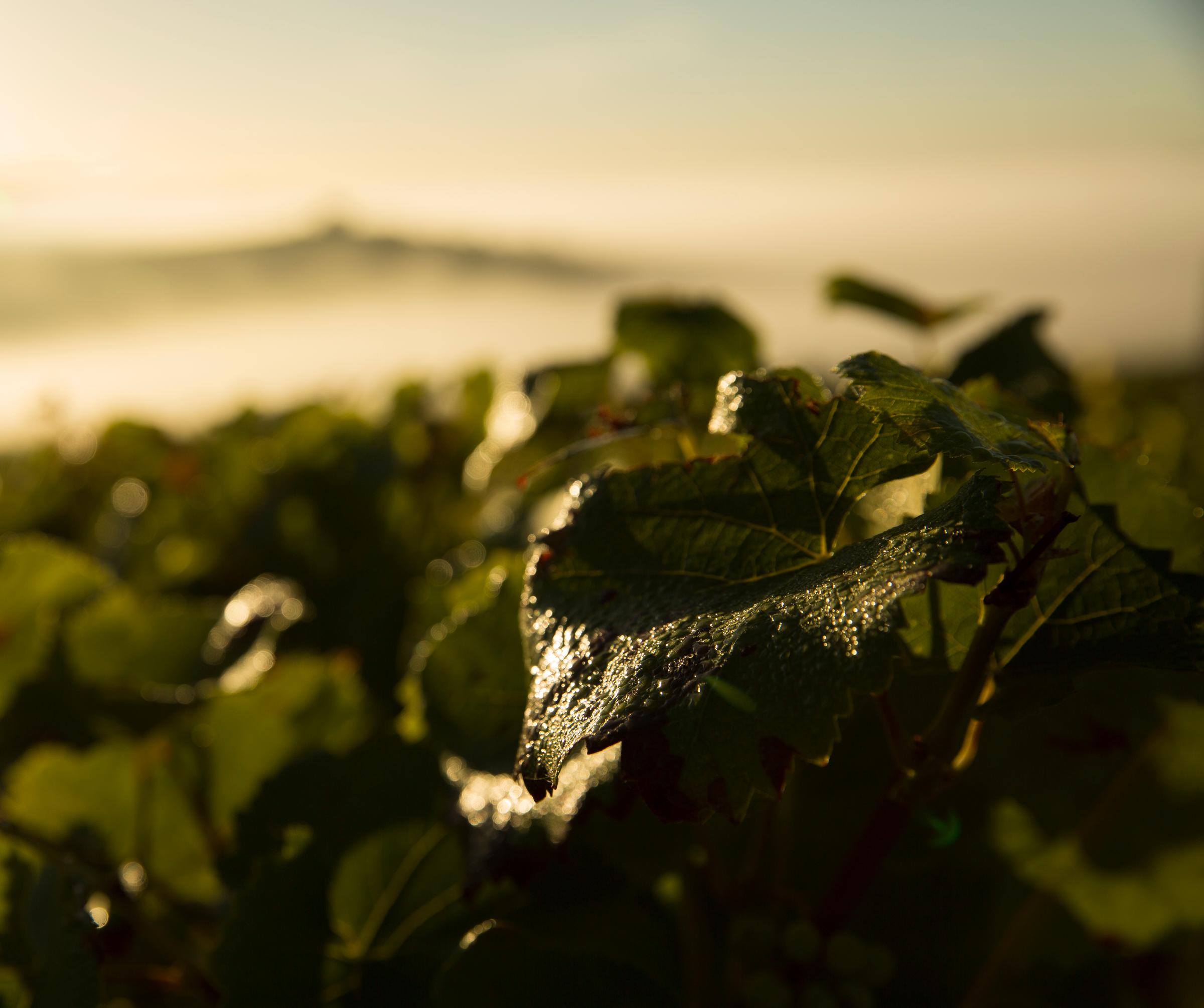 feuille de vigne, terroir champenois