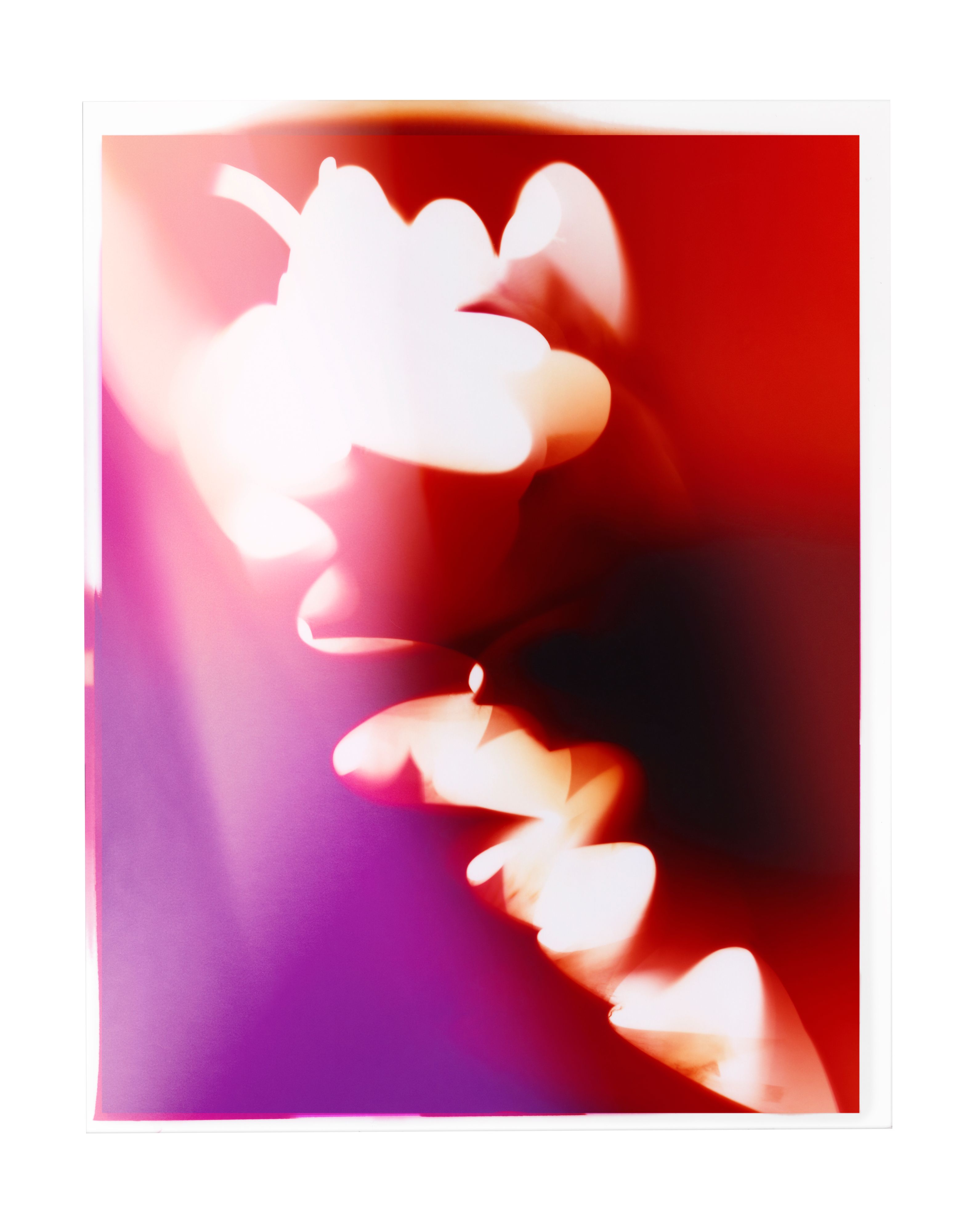 Dom Pérignon Rosé 2008 - A radical assemblage - Champagne Vintage